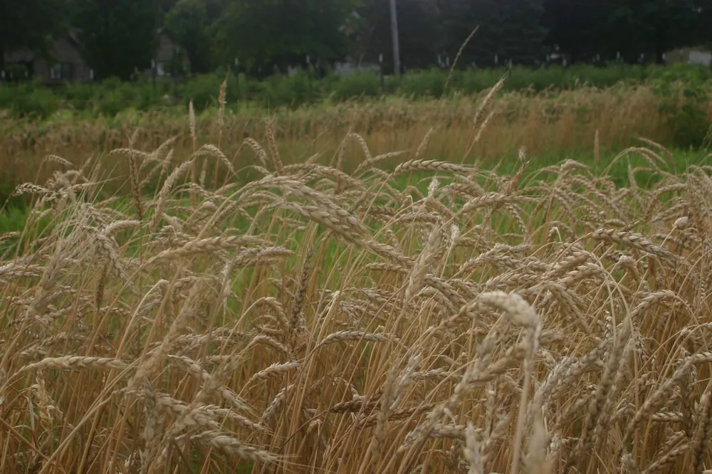 Midwest cropland and farmstead — the agronomy and soil-health work led by co-founder Ron Doetch
